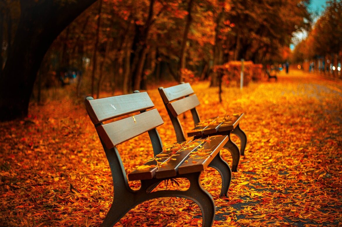 Goldener Herbst: Wenn die Natur in Farben schwelgt