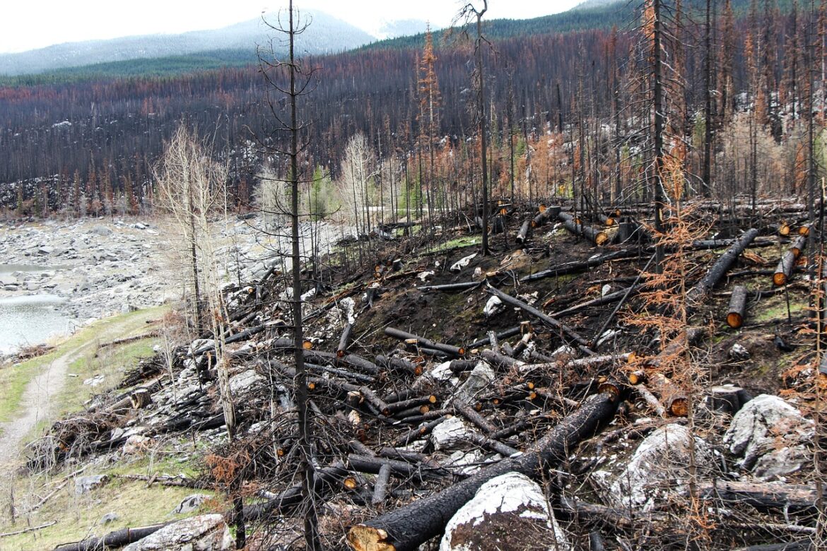 Deutsche Bank finanziert Wald-zerstörende Unternehmen mit hunderten Millionen Dollar