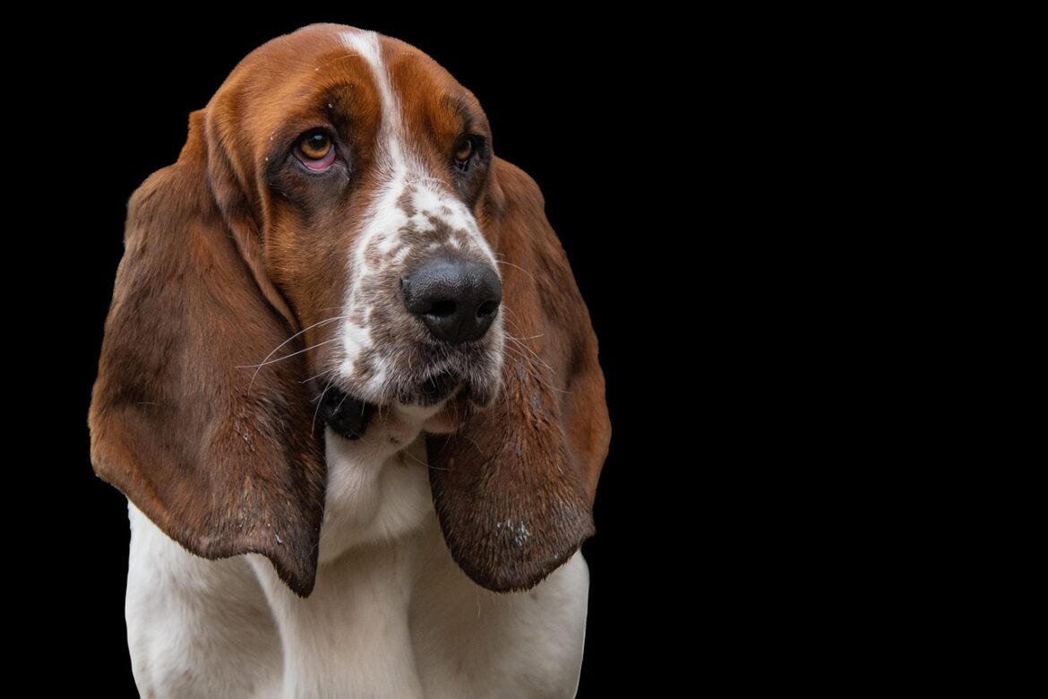 Graue Schnauze, großes Herz: So bleibt Ihr Hund im Alter fit und glücklich