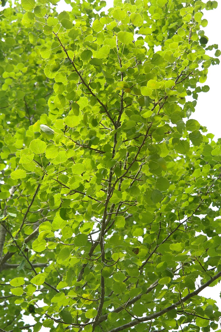 Baum des Jahres 2026: Zitterpappel – Pionier für Wiederbewaldung, Klimafolgen und Artenvielfalt BUND fordert mehr Raum für die Zitterpappel