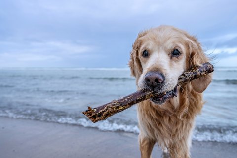 Pfoten im Sand, Wind im Fell