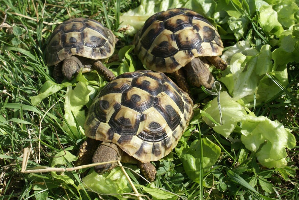 Freilaufende Schildkröten in Marsberg – Kreis bittet um Mithilfe