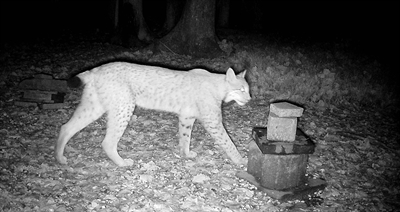 Märkischer Kreis: Luchs im Märkischen Kreis nachgewiesen
