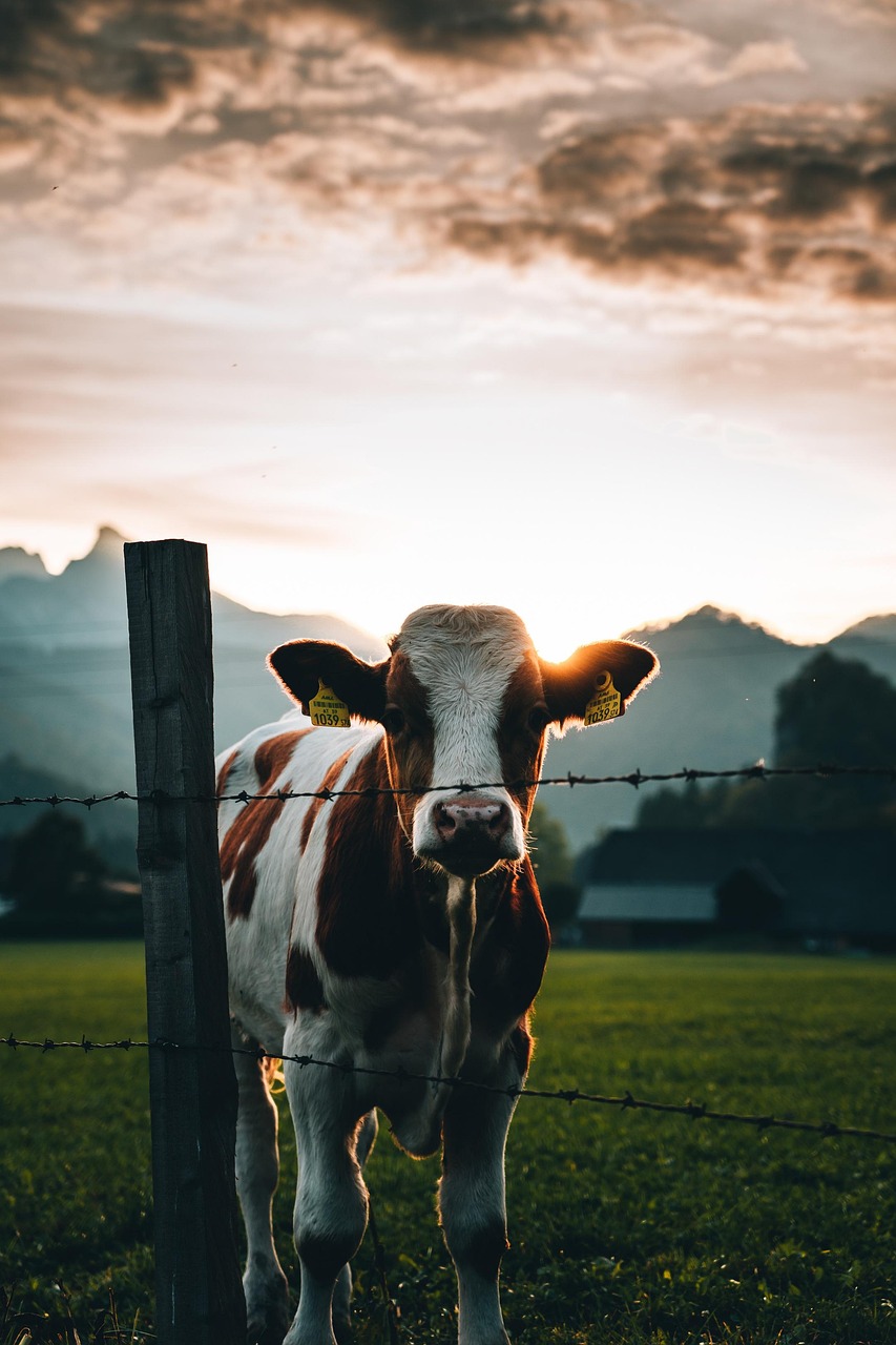 ++ Tierhaltung: Gesetz zur Kennzeichnung erneut verschoben ++