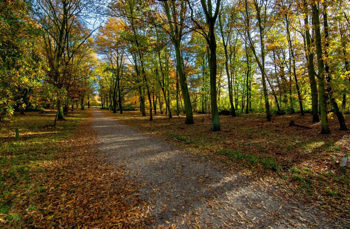 Stadt Bochum: Waldspaziergang mit Bezirksbürgermeister Marc Gräf