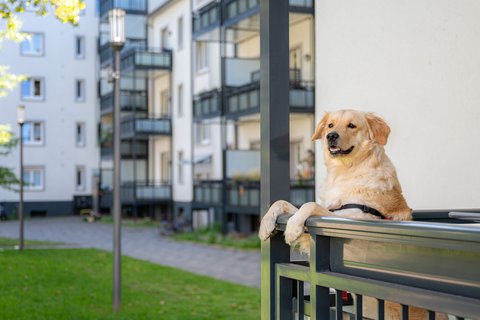 Tierische Untermieter: Was ist erlaubt?