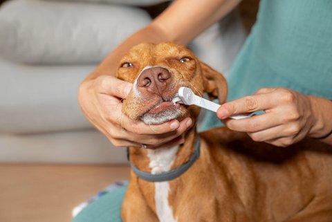 Zähneputzen ist wichtig – auch beim Hund