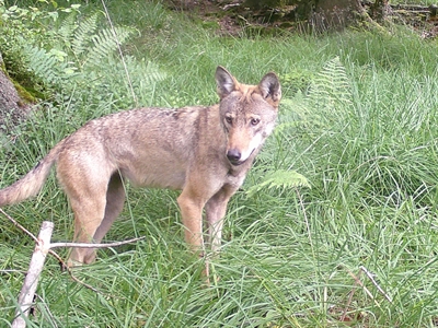 Märkischer Kreis: Wolf-Monitoring im Märkischen Kreis – Fähe weiterhin im Ebbegebirge
