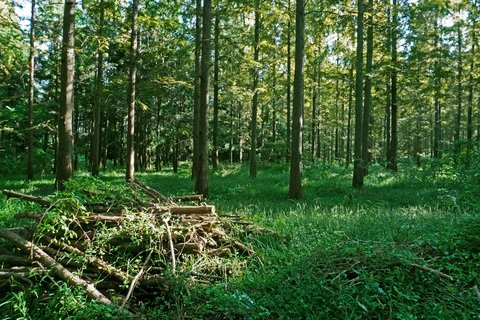 Vom Wald ins Wärmenetz