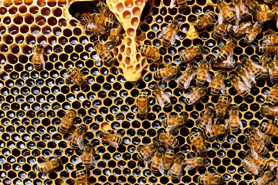 Hagen-Hohenlimburg: Honigbienen gestohlen – Täter transportieren Beuten ab