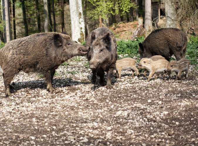 Mit vereinten Kräften gegen die Afrikanische Schweinepest: Land unterstützt Kreise bei der Bejagung von Schwarzwild