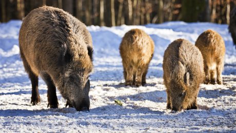 Afrikanische Schweinepest: Nordrhein-Westfalen stärkt Schutzzäune und weitet die Sperrzone aus