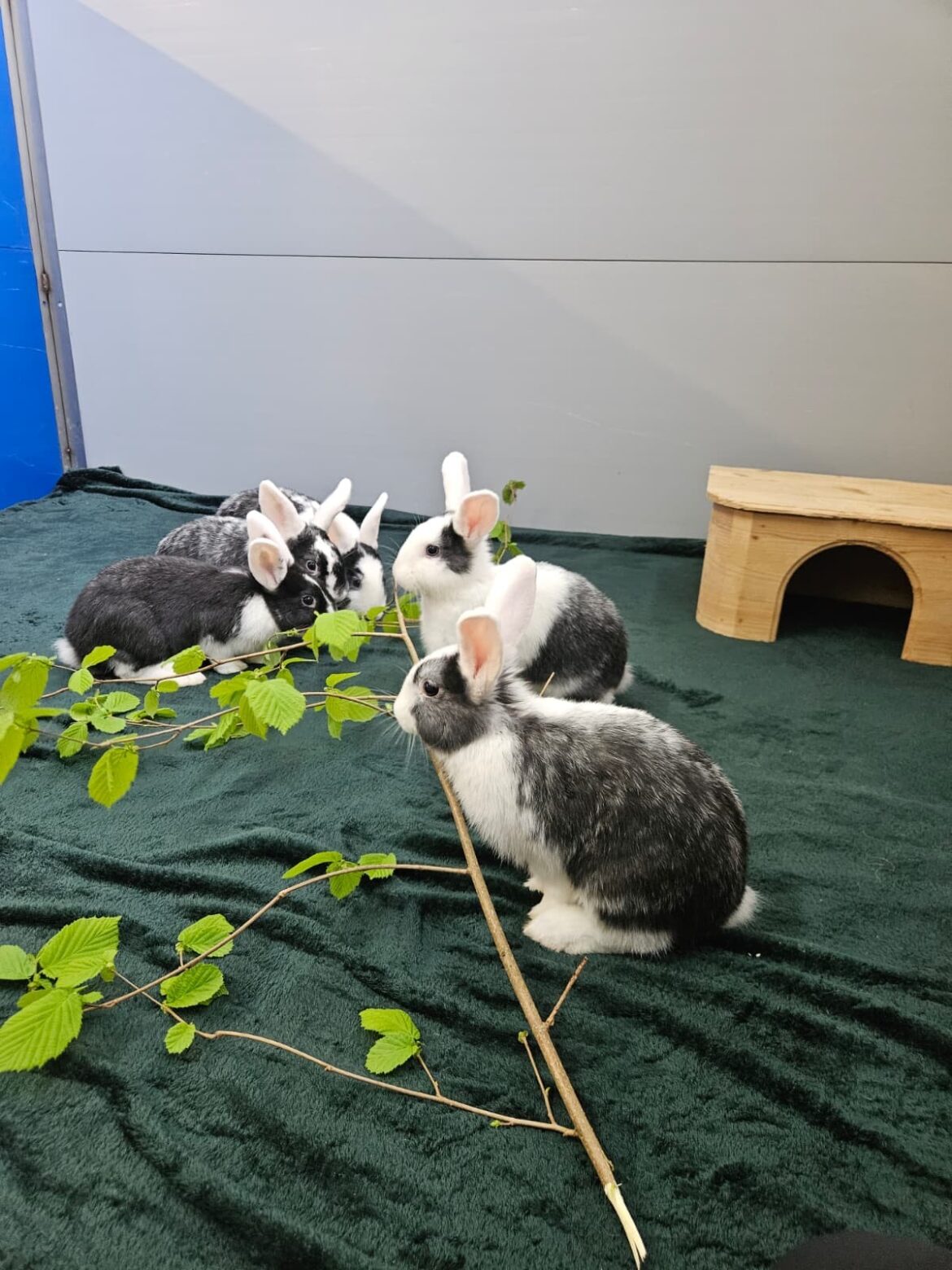 Unna: Tier der Woche – Fünf Kaninchen suchen ein Zuhause