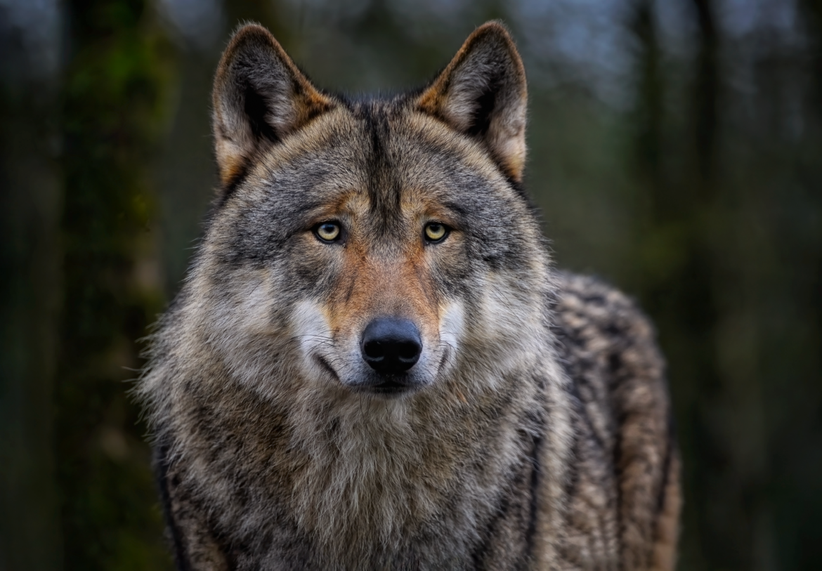 „Das ist kein natürliches Verhalten“- Nabu-Wolfsexperte nach Wolfsbiss in Hamburg im WDR-Interview