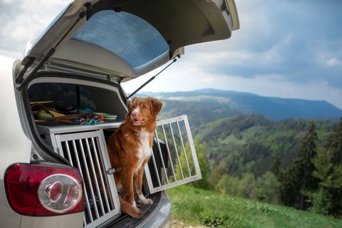 Urlaub – und der beste Freund darf mit