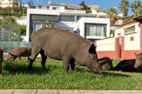 Schweinerei im Garten