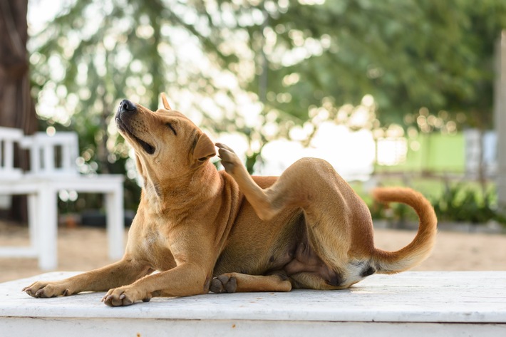 Frühjahrszeit ist Allergiezeit – Wenn Hunde unter Juckreiz leiden
