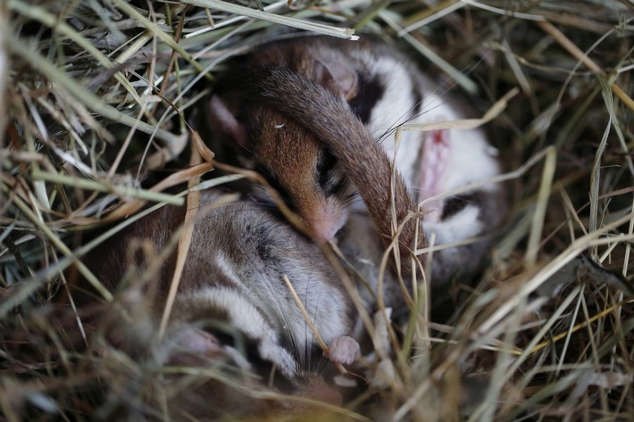 ++ Gartenschläfer: Bald ist Schluss mit Winterschlaf I BUND bittet um Mithilfe: Kleine Schlafmaus schützen und Sichtungen melden ​++