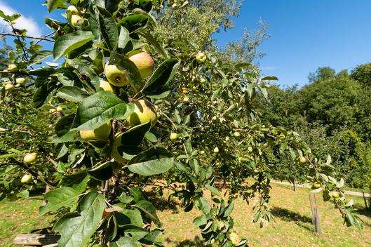 Stadt Bochum: „Stadt verschenkt Obstbäume – jetzt bewerben!“