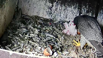 Märkischer Kreis : Tierisches Glück – Sieben Wanderfalken-Küken im Märkischen Kreis geschlüpft