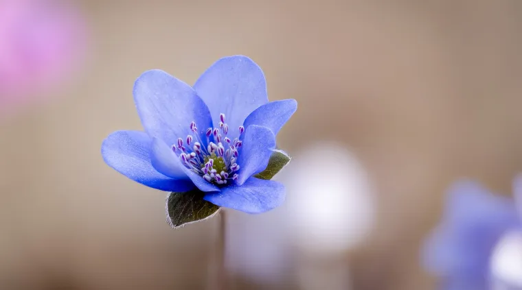 Schöne Blumenfotos im Frühling: Einfache Tricks für Einsteiger – und gezielte Tipps für Fortgeschrittene