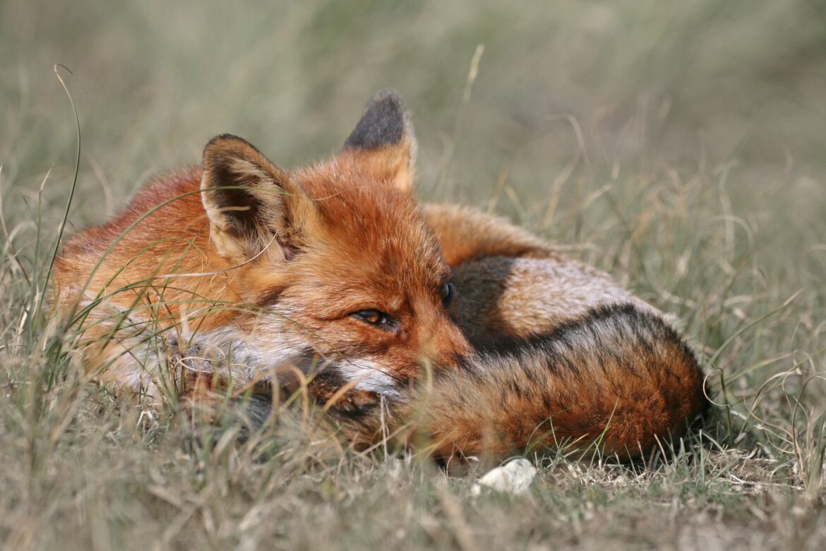 Hagen-Selbecke: Toter Fuchs in einem Bachlauf