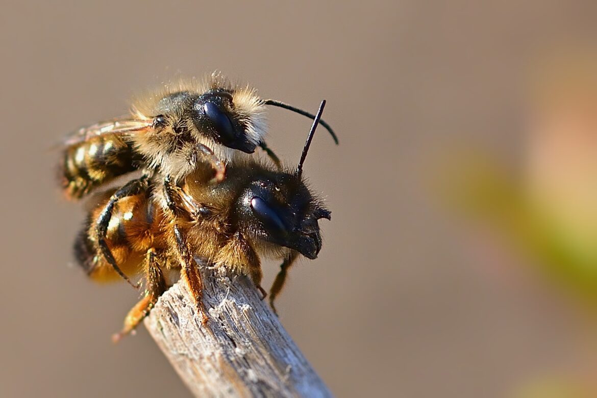 Bochum: Samen- und Pflanzentauschbörse mit Wildbienen-Aktion in der Bücherei Gerthe