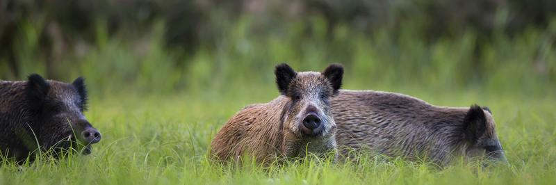 Afrikanische Schweinepest: Kadaverfund bei Netphen im Kreis Siegen-Wittgenstein