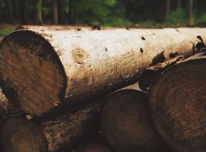 Für eine schonende Waldbewirtschaftung mit Rückepferden – Ministerin Gorißen stellt neues Förderangebot vor