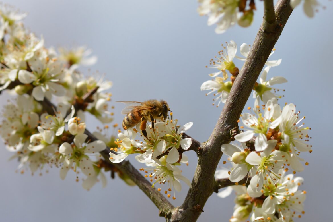 Nordrhein-Westfalen stärkt Schutz der Honigbienen: Neues Förderkonzept gegen die Asiatische Hornisse