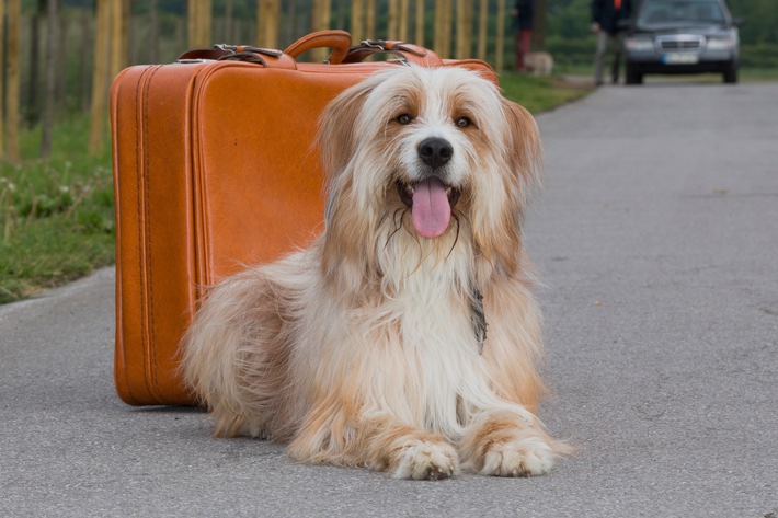 Sicher unterwegs: Gut vorbereitet mit dem Hund in den Urlaub