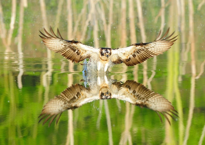 Tag der biologischen Vielfalt: Wildnis in Deutschland erleben BUND – Wildnis wichtig für biologische Vielfalt | BUND-Themenpaket Wildnis