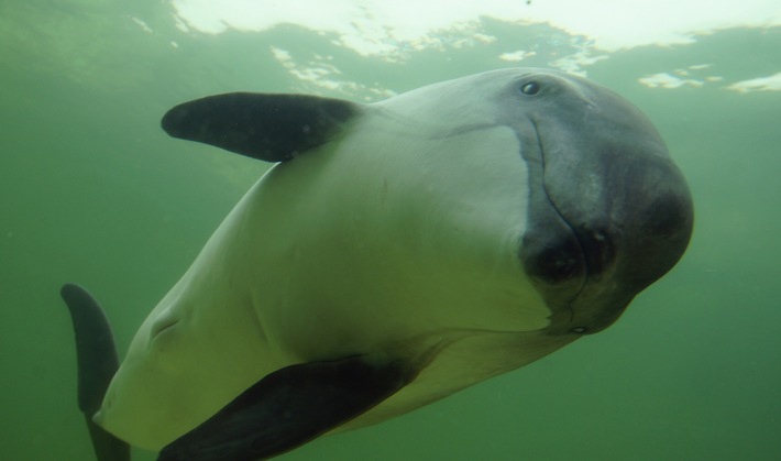 ++ Tag des Ostsee-Schweinswals: BUND fordert Schutzgebiete ohne Stellnetzfischerei ++