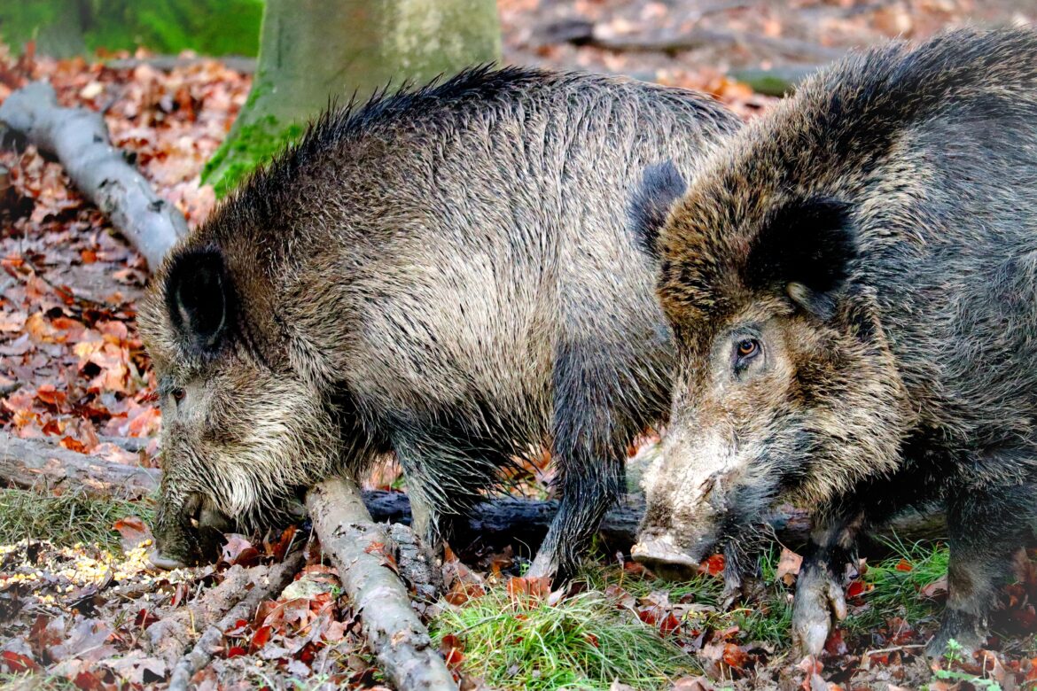 Ennepe-Ruhr-Kreis : Wildschweine – Abschusszahl mehr als verdoppelt