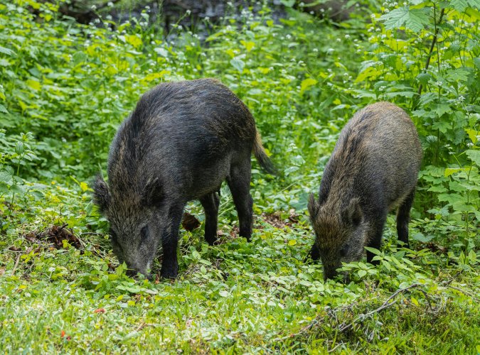 Land Nordrhein-Westfalen erhöht Unterstützung der Kreise bei der Bejagung von Schwarzwild
