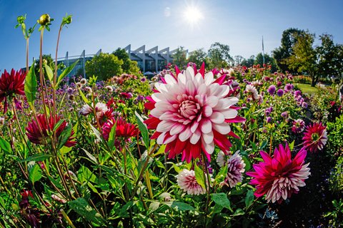 Egapark Erfurt: Ein Blütenmeer wie in den Sechzigern
