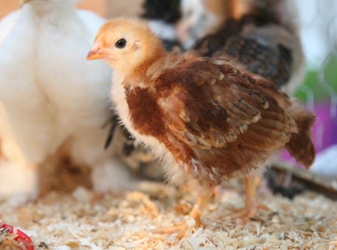 Dritte Station der Tour „Starke Zukunft in NRW: KI in Landwirtschaft und Wald“ von Ministerin Gorißen Wenn Technik Tierwohl stärkt: KI verändert den Blick ins Hühnerei