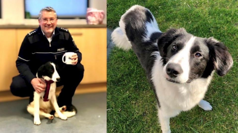 Fundhund wird von Hagener Polizist aufgenommen Welpe „Hip“ findet neues Zuhause bei Familie eines Hagener Polizisten.