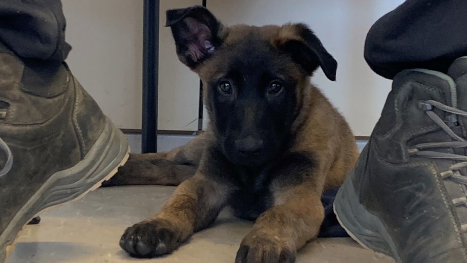 Neuer Diensthund Hawk – Polizei Hagen stellt neuen Diensthund vor