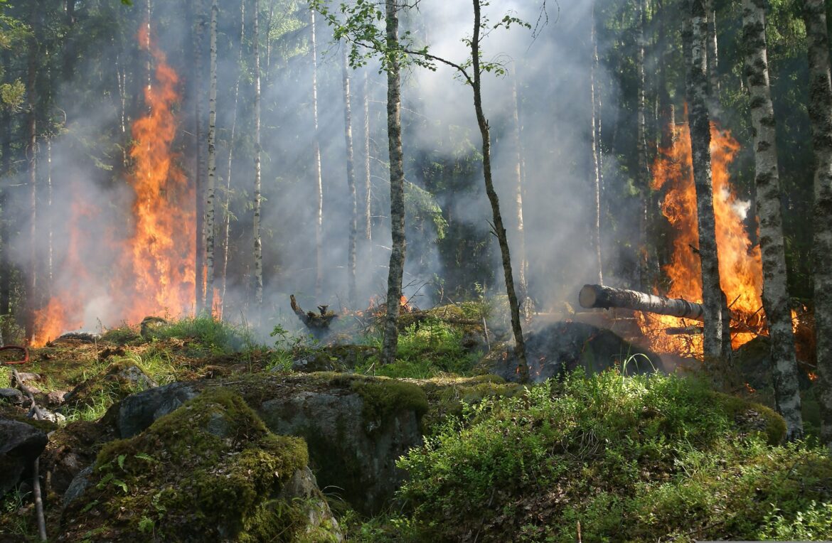 Europa muss Waldbrände anders bekämpfen