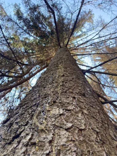 Waldbrände können Bäume zusätzlich stressen