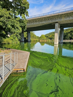 Stadt Iserlohn warnt vor giftigen Blaualgen im Seilersee