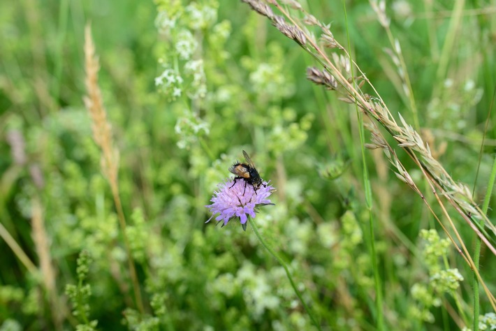 Herbstzeit ist Saatzeit – Mit Wildblumen den Garten zum bunten Insektenparadies machen