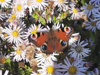Kreis Borken/Vreden: Kostenfreier Naturworkshop „Klimawandel“ mit dem Naturpädagogen Stefan Leiding