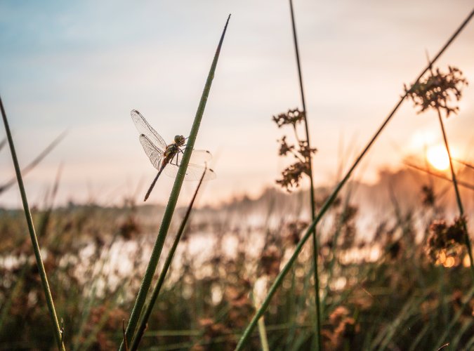 Naturschutz über Ländergrenzen hinweg: Zehn Jahre LIFE-Projekt „Atlantische Sandlandschaften“